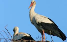 Weissstorch