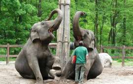 Elefanten im Tierpark Cottbus