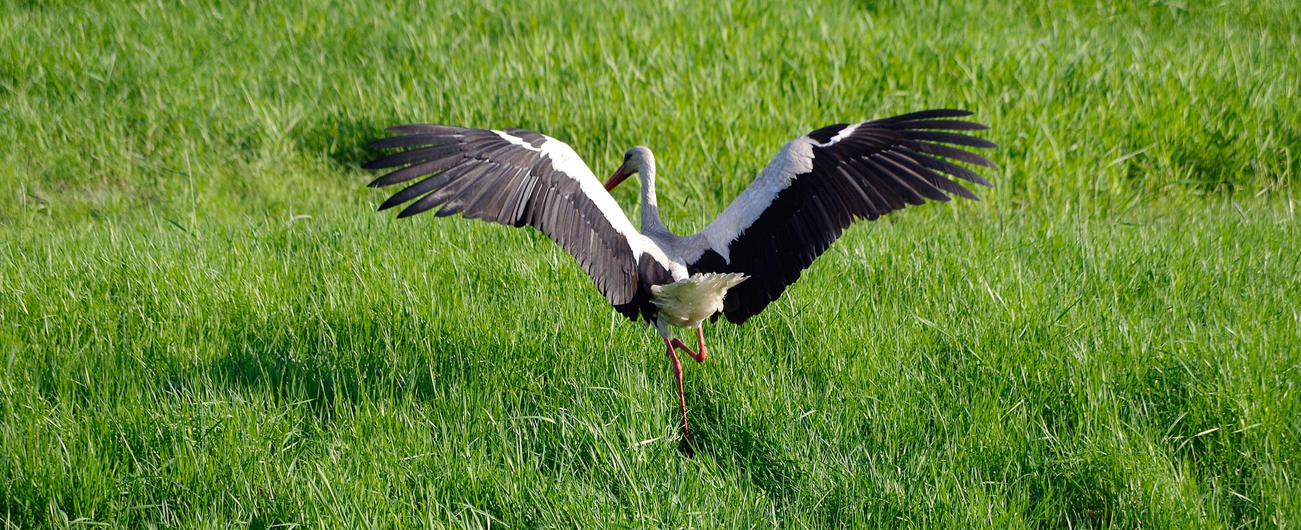 Storch im Abflug