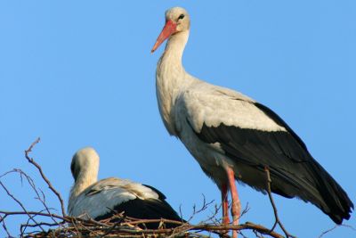 Weissstorch