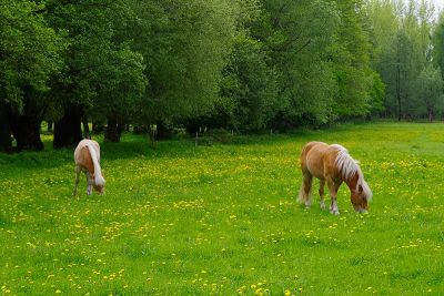 Reiterhöfe im Spreewald