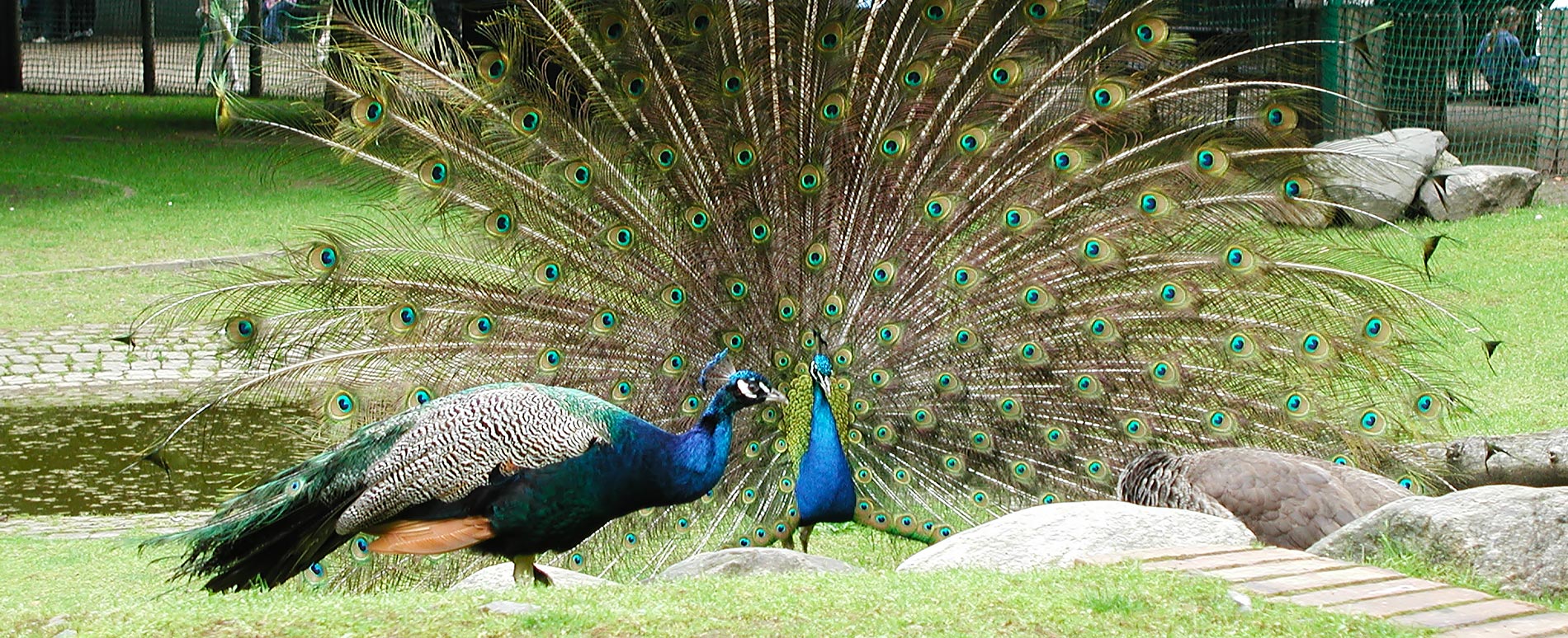 Pfau