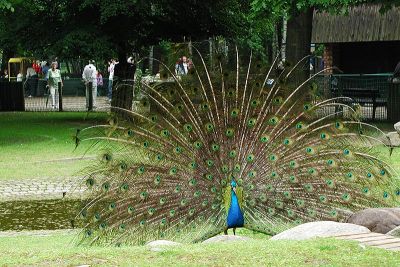 Pfau