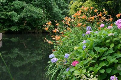 Blumen am Fließ