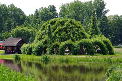 Weidendom Weidendom in Schlepzig