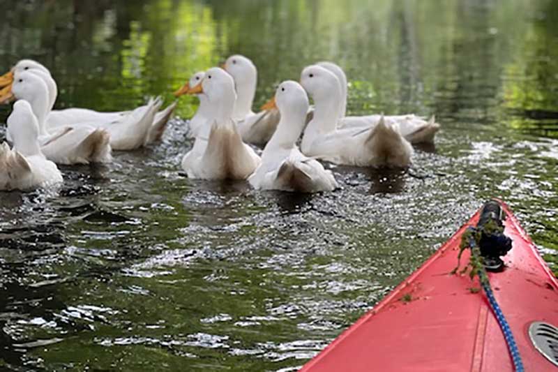 (c)Bootshaus am Leineweber - Enten auf dem Wasser am Paddelboot in Burg Sprerewald