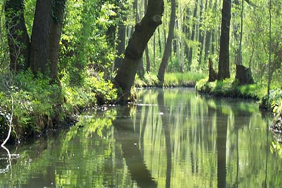 der Hochwald im Spreewald