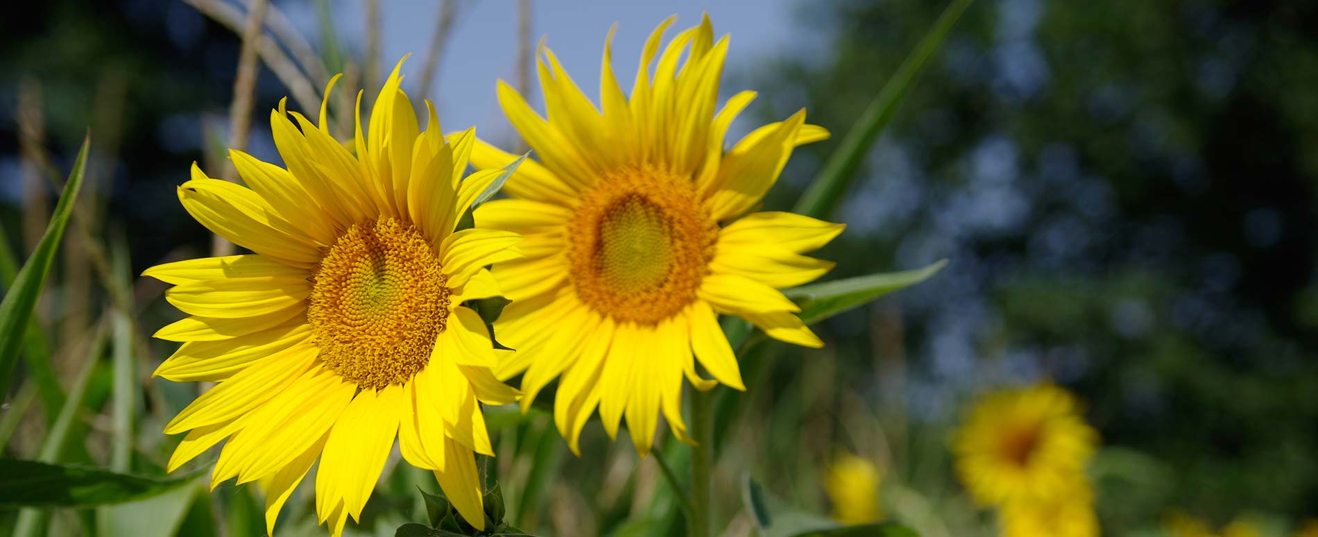 Sonnenblumen