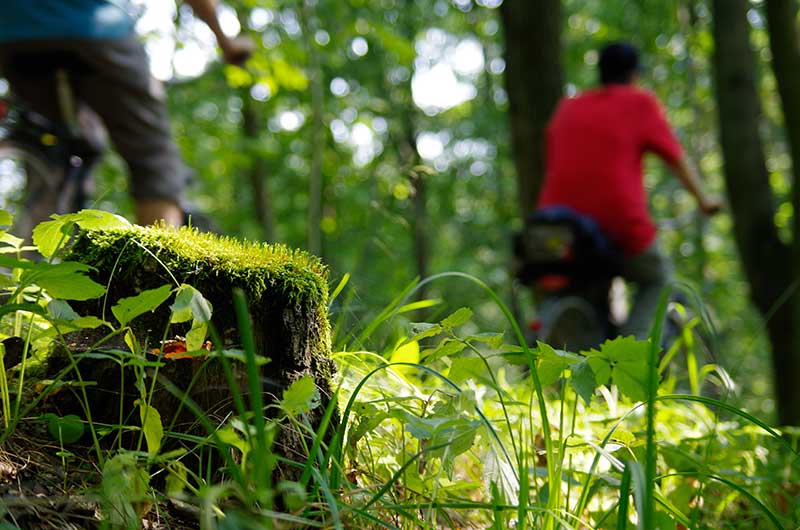Radfahrer auf dem Gurkenradweg im Spreewald