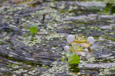 Frösche beim Laichkonzert in Leipe