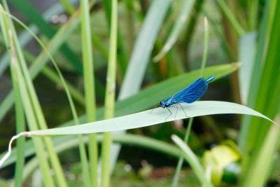 Libelle Libelle