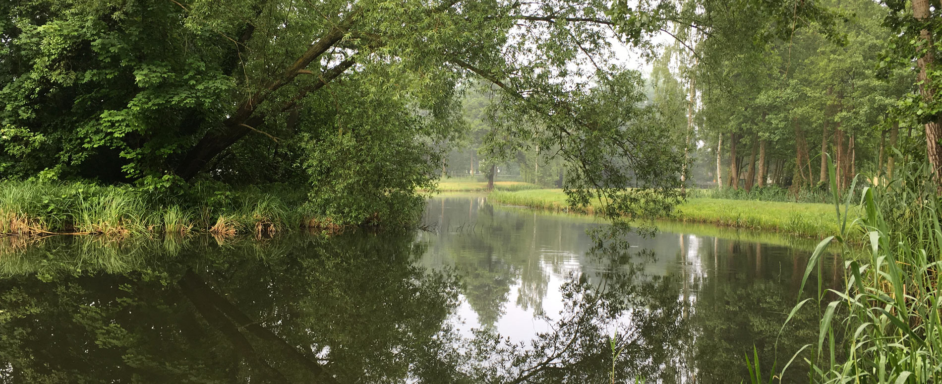 Nebel im Spreewald