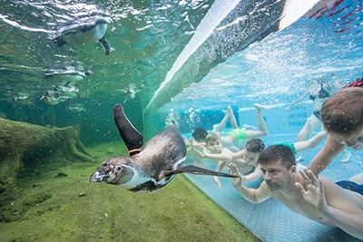 Schwimmen mit Pinguinen