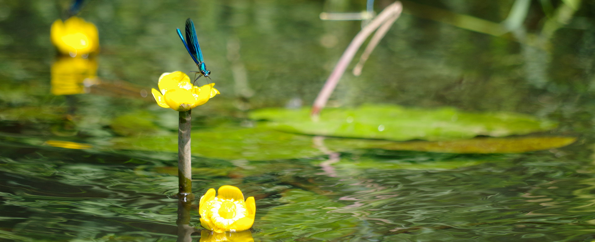 Libelle am Fließ in Burg Spreewald