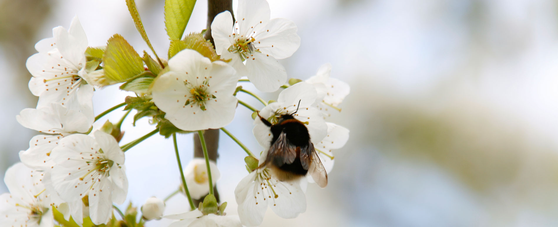 Kirschblüte mit Biene