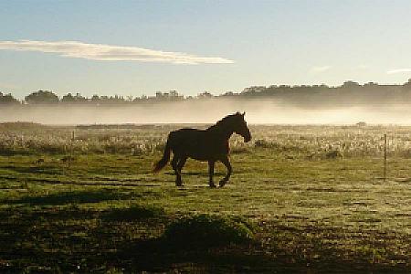 Reiterhof Jerol - Pferd auf der Koppel im Morgennebel