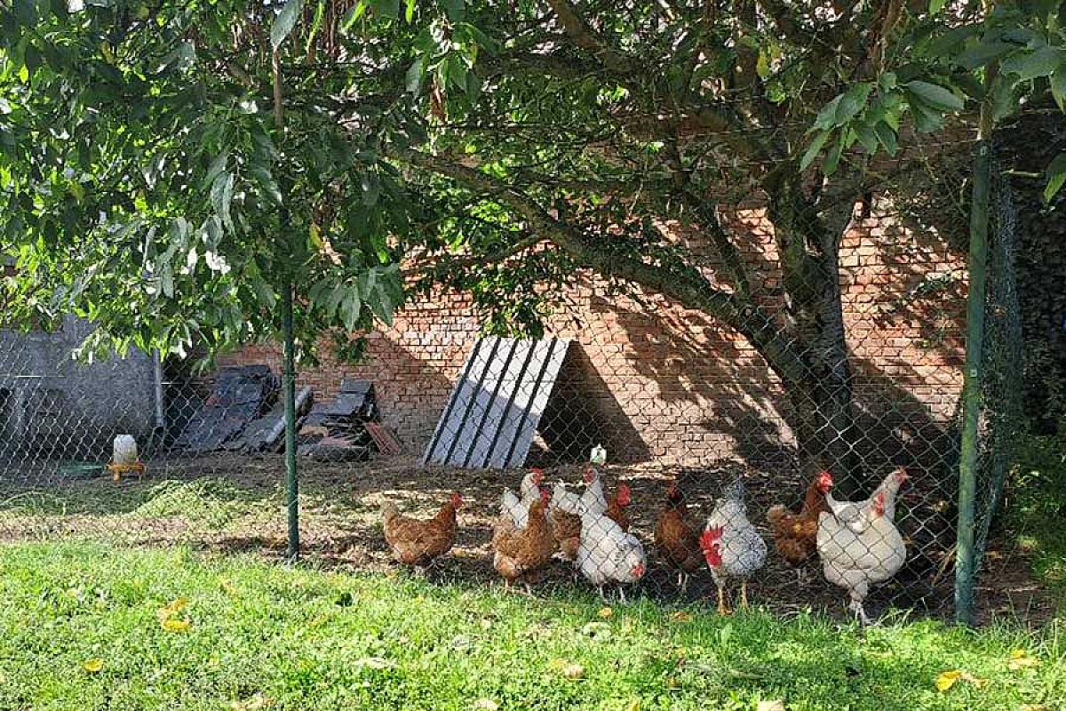 Ferienwohnung Spreezauber – fewo-spreezauber-luebben-huehner