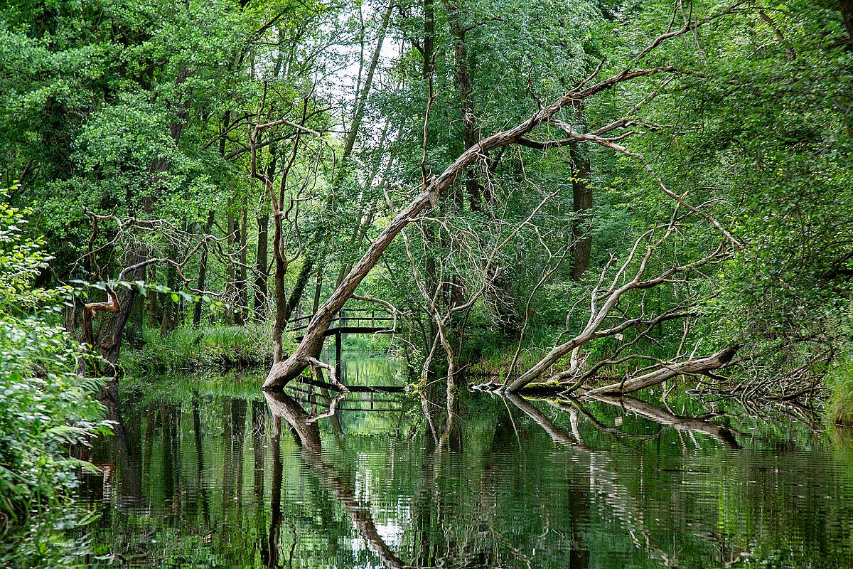 Kahngenuss Spreewaldkahnfahrten - Hochwald mit Erlen, die im Wasser stehen