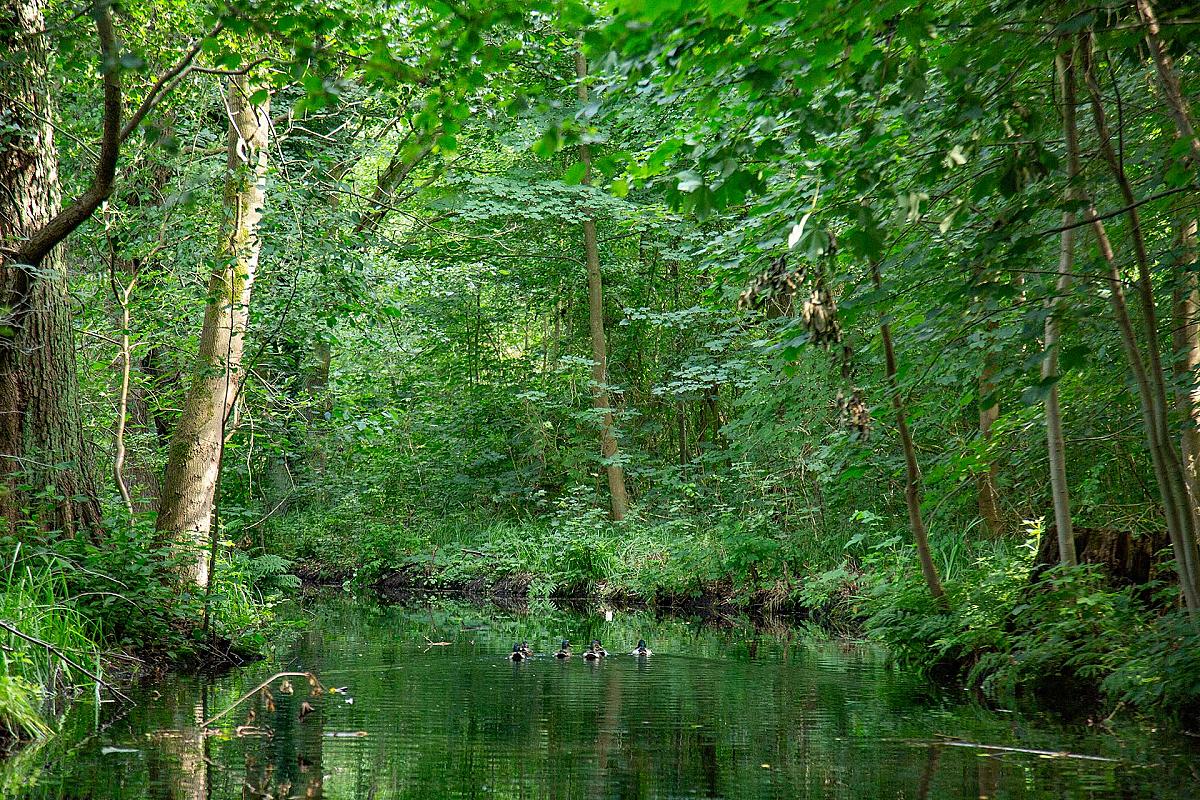Kahngenuss Spreewaldkahnfahrten - Hochwald. Vier Enten schwimmen im Wasser