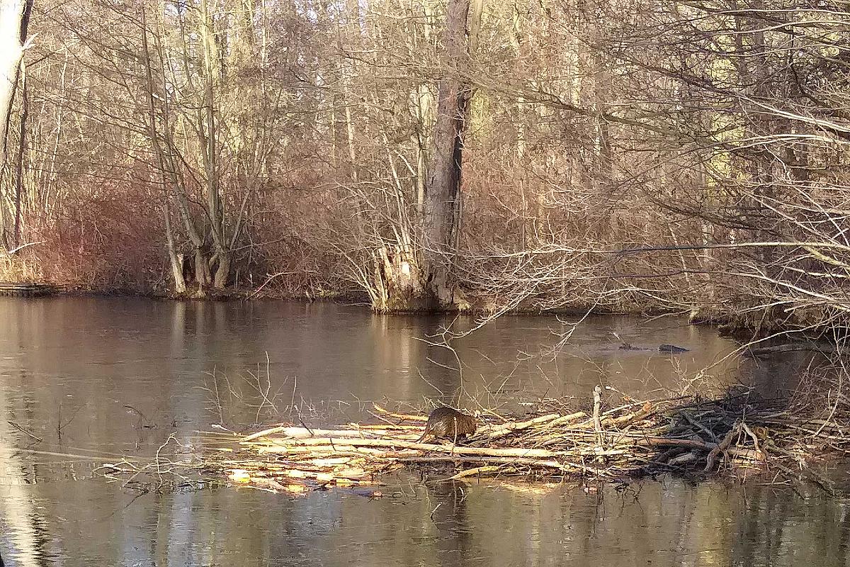Kahngenuss Spreewaldkahnfahrten - Nutria beim Bau
