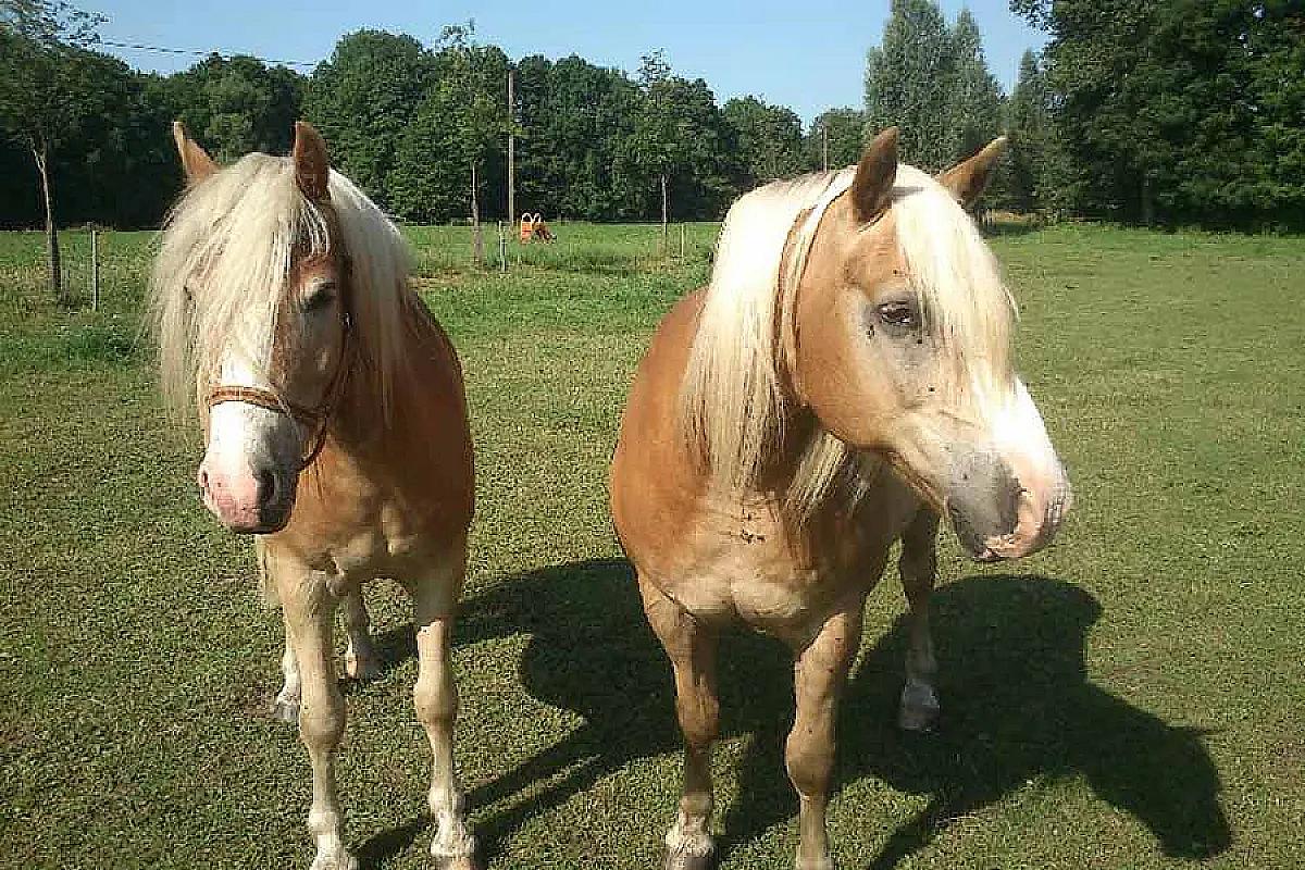 Urlaub auf dem Bauernhof Gummelt – bauernhof-gummelt-pferde